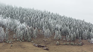 snowy pine tree forest HD wallpaper