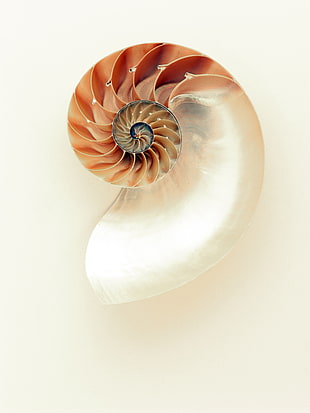 white and orange nautilus chambered shell