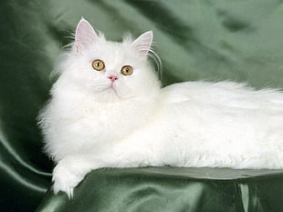photo of Persian cat with green textile background