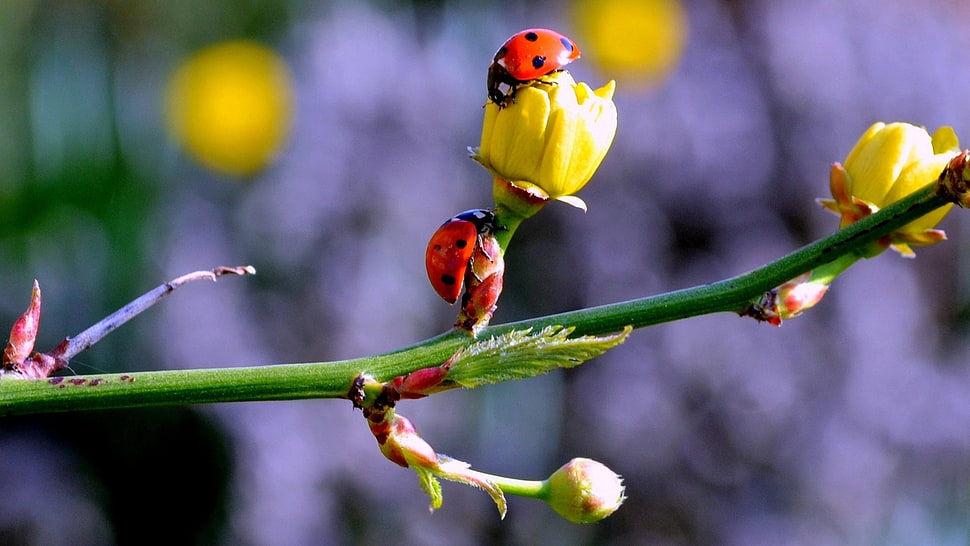 ladybugs on yellow flower in closeup shot HD wallpaper