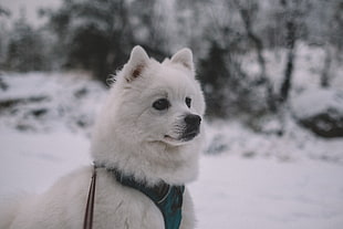 medium-coated white and black puppy