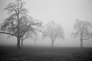 green tree covered in fogs\, ilford HD wallpaper