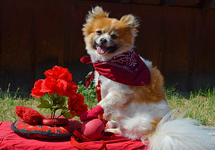 brown and white medium coat dog with red bandana