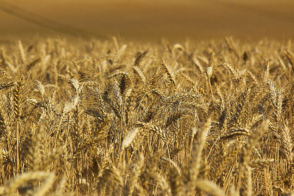 shallow focus photo of brown wheat field, moisson, haute marne HD wallpaper