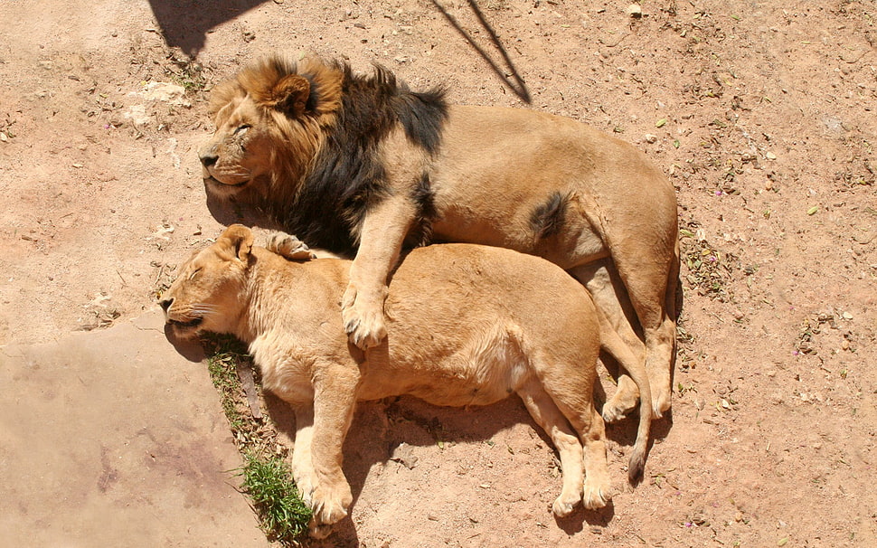 two male and female lions HD wallpaper