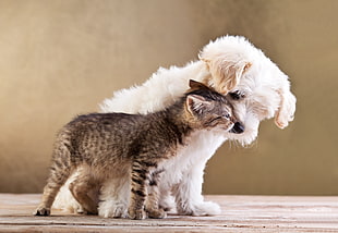 grey tabby cat and long-coated white puppy, animals, dog, cat, wooden surface