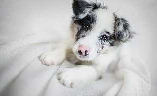 macro photography of white and black puppy on white surface