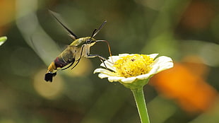Bombyliidae perched on yellow and white flower