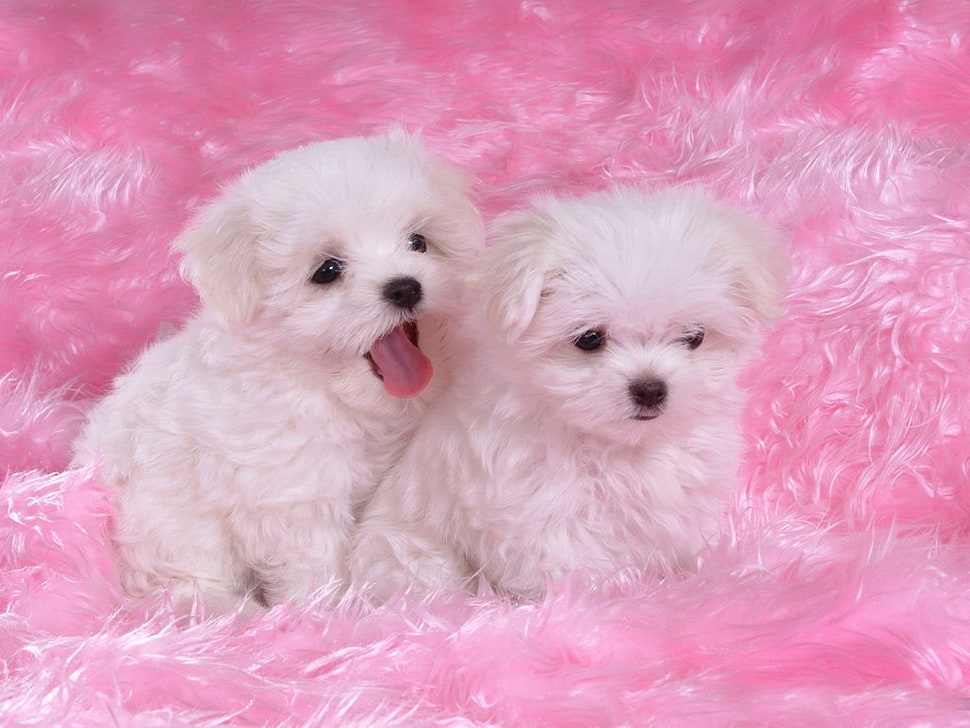 two long-coated white puppies HD wallpaper
