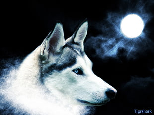 adult black and white Siberian husky, dog, Moon, sky, night