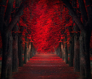 red trees illustration