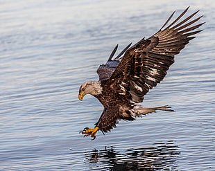 bald eagle over calm body of water