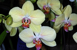yellow moth orchids macro photography
