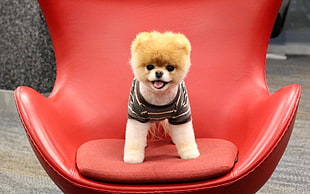 Orange Pomeranian puppy on red leather butterfly chair