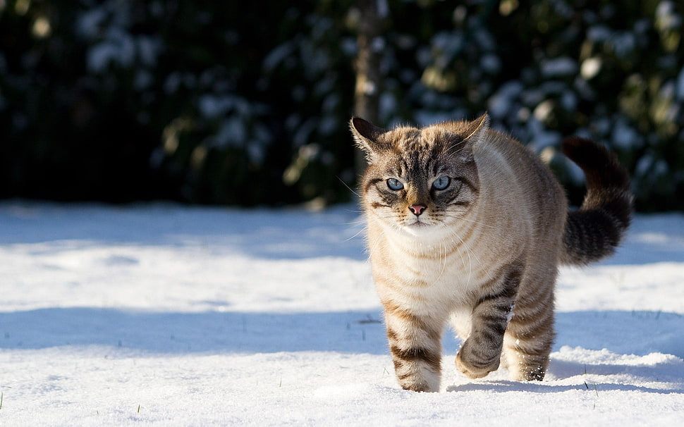 short-fur brown cat, cat, snow HD wallpaper