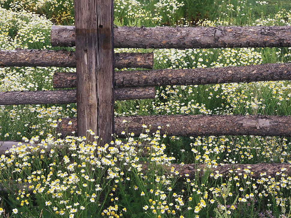 photo of yellow petaled flowers beside fence HD wallpaper