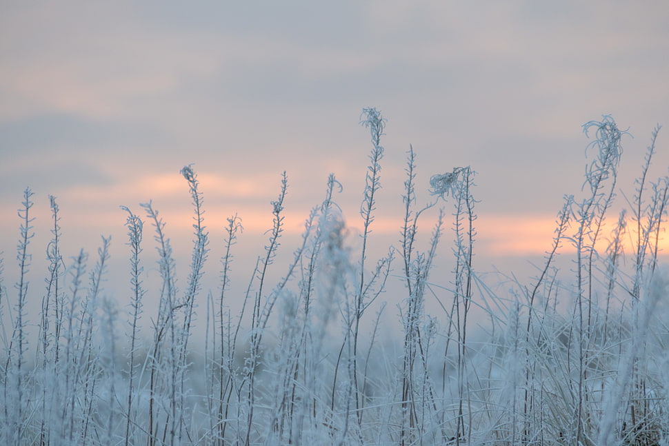 white grass field during sunset HD wallpaper