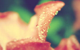 close-up photography of pink petaled flower