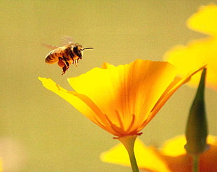 photography of bee in front of yellow flower