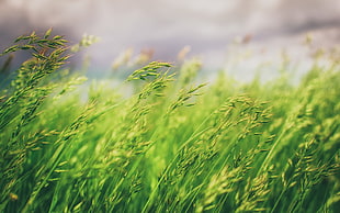 wheat, grass, nature, macro, photography HD wallpaper