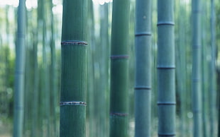 green bamboo trees, bamboo, plants, wood, closeup