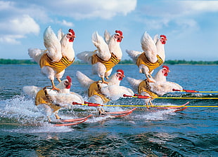 six Broiler Hens doing water sport at daytime