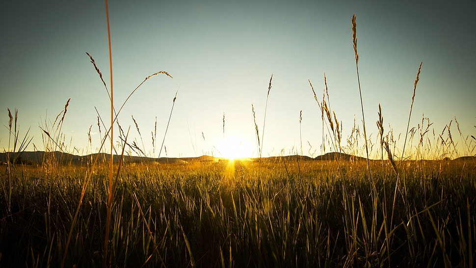 wheat grain field HD wallpaper