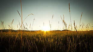 wheat grain field