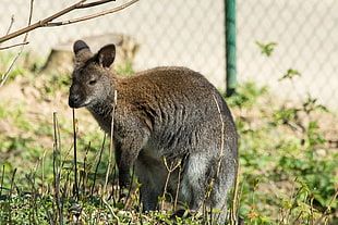 brown animal, Kangaroo, Walk, Grass