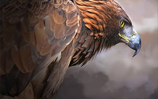 brown bird, eagle, birds, animals HD wallpaper