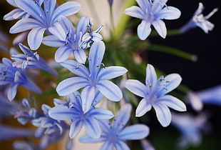 selective focus photography of blue petaled flowers in full blooms