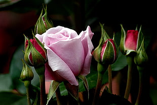 selective focus of pink rose with red roses and green leaves HD wallpaper