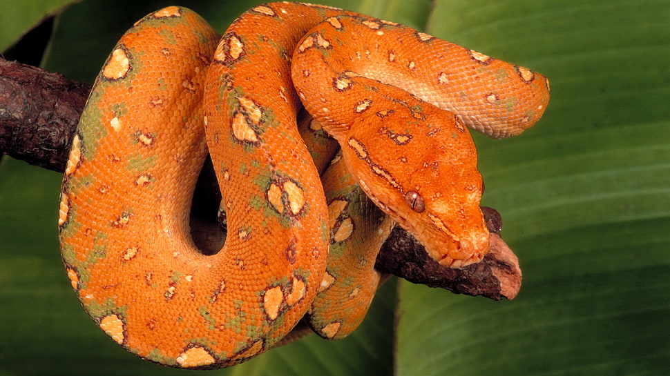 orange and white snake HD wallpaper