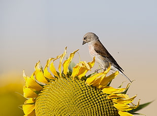 selective focus photography of brown bird perching on sunflower, linnet