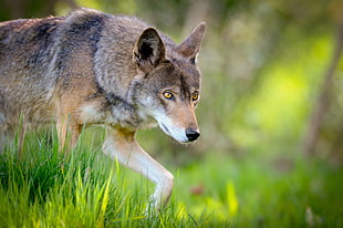 selective focus photo of gray cayote, red wolf