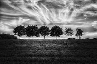 grayscale photo of trees during cloudy sky
