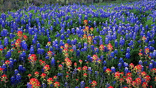 blue and orange flowers during daytime HD wallpaper