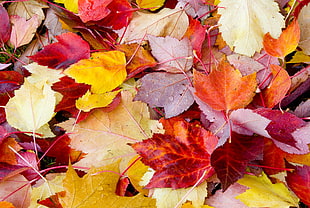 close-up photo of leaves