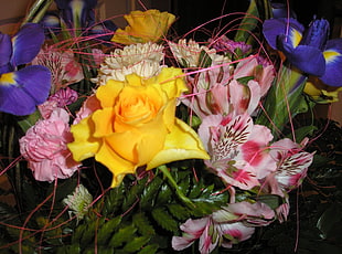 assorted-color petaled flowers