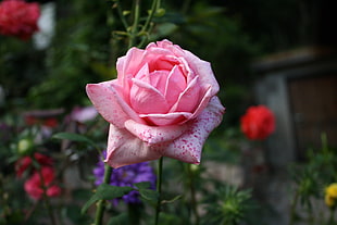 pink rose, Rose, Bud, Pink
