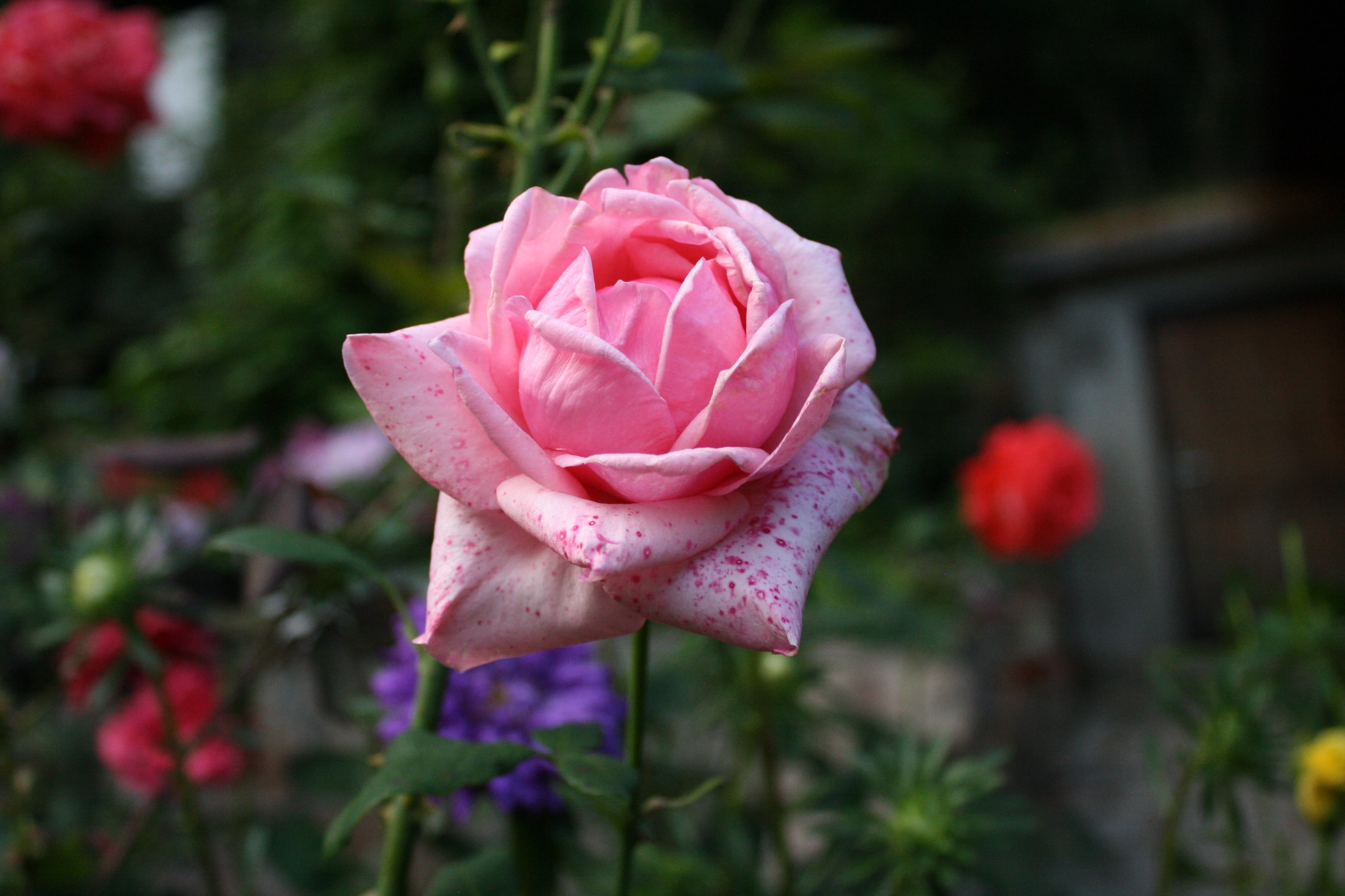 pink rose, Rose, Bud, Pink