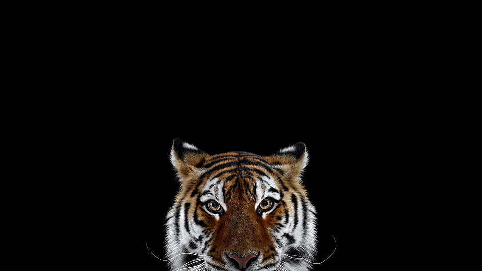 Tiger portrait HD wallpaper