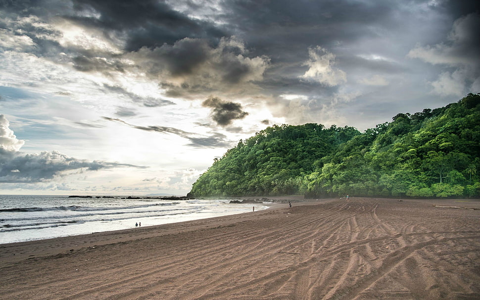 sea shore, nature, forest, beach, sky HD wallpaper