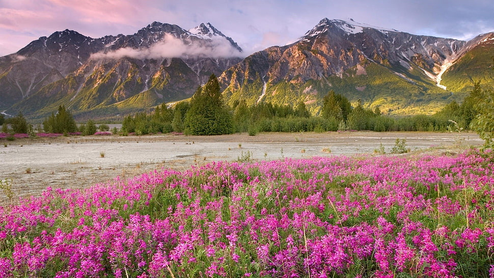 pink flowers field across mountains under blue cloudy sky during sunset HD wallpaper