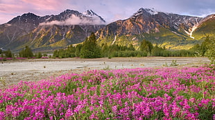 pink flowers field across mountains under blue cloudy sky during sunset