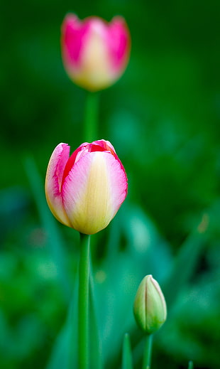 Bokeh photography of pink and yellow tulips HD wallpaper