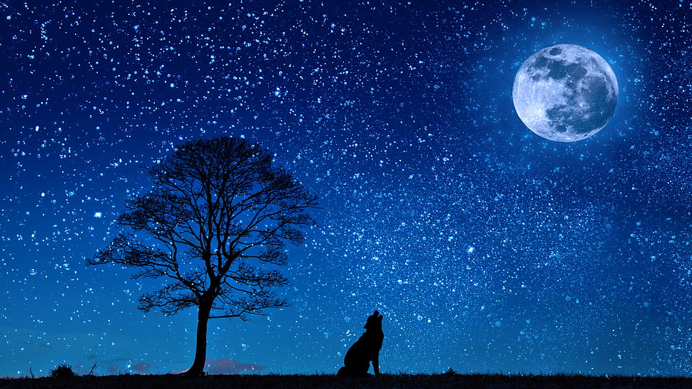 silhouette of howling wolf HD wallpaper