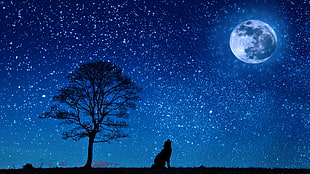 silhouette of howling wolf