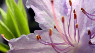microscopic view of purple flower buds HD wallpaper
