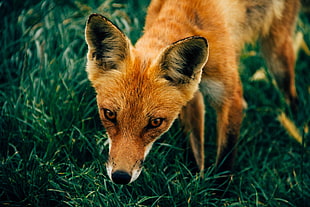 brown fox, Fox, Muzzle, Grass